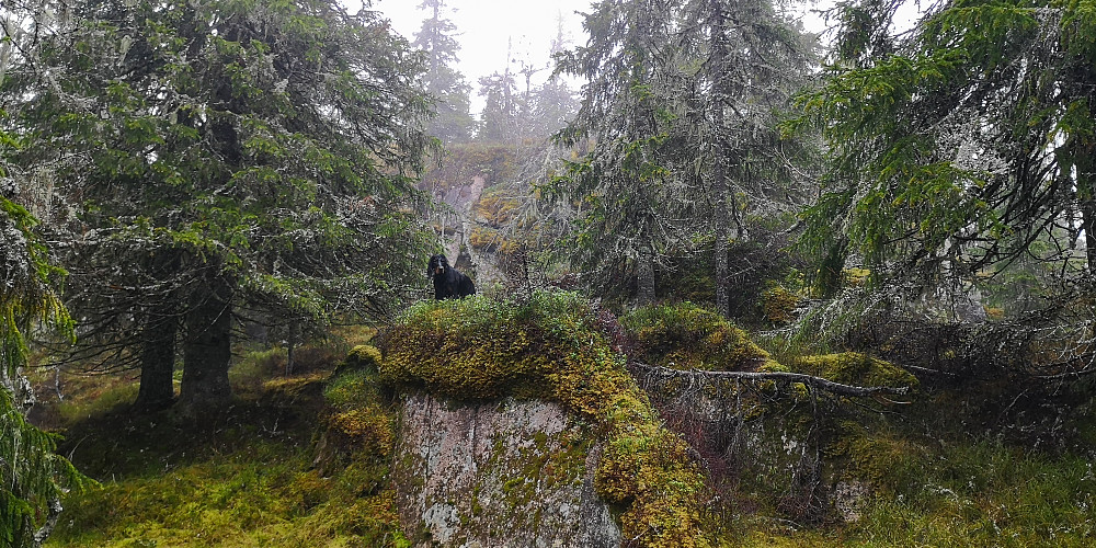 Embla leder an... her opp mot Høgbrenna