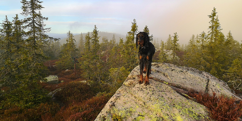 På Linnhammerbrenna
