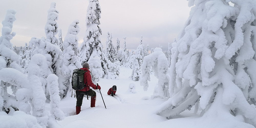 Mellom Skreifjellet og Høgbrenna 