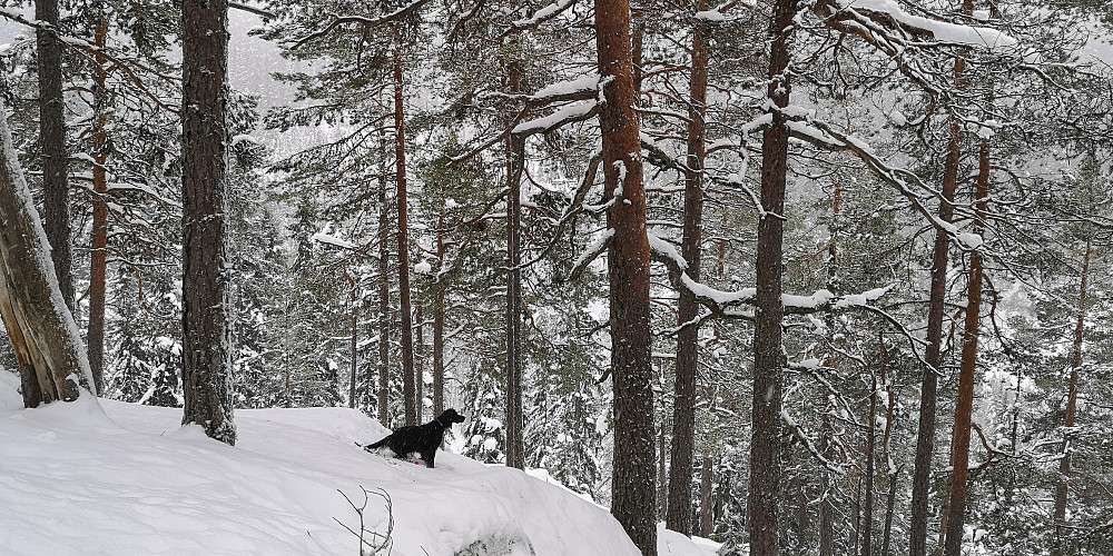 Embla er svært opptatt av to ekorn som er oppe i furua. 