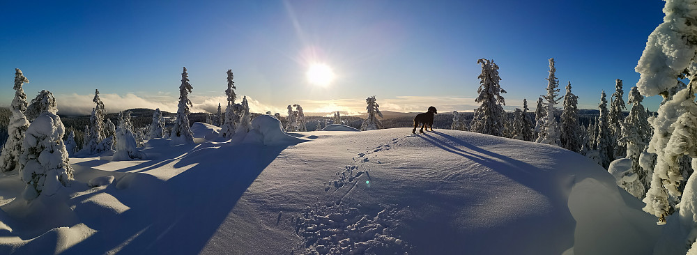 Høgbrenna