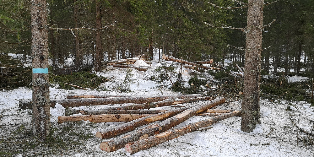 Vedhogst siste biten ned. Litt knotete 