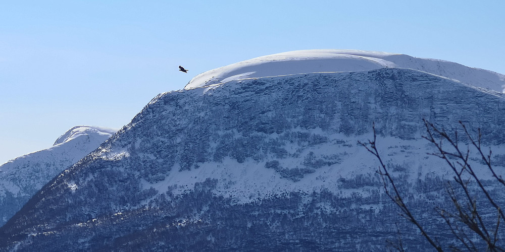 Havørna fulgte med