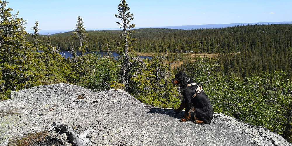 På Høgbrenna mot Vestre Ormtjern