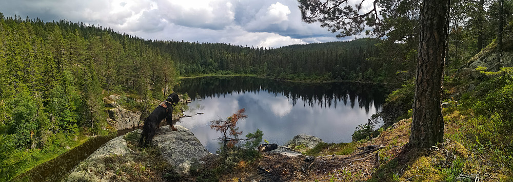 Veslefisklausen 
