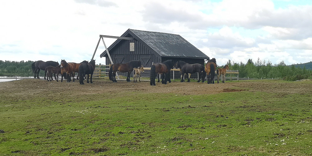 Tronseter