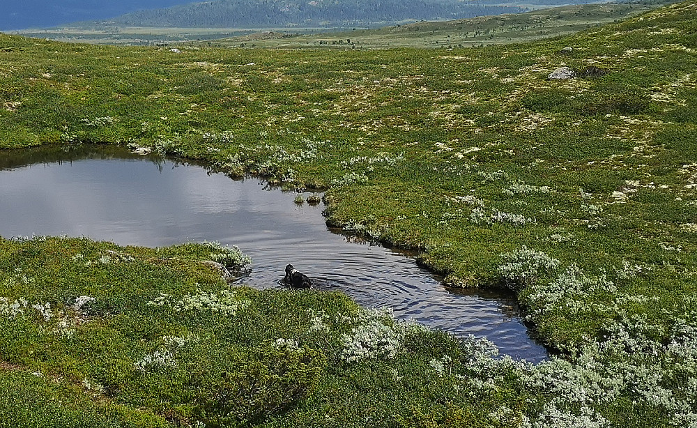Embla fikk lov å bade litt. Bra hett. 