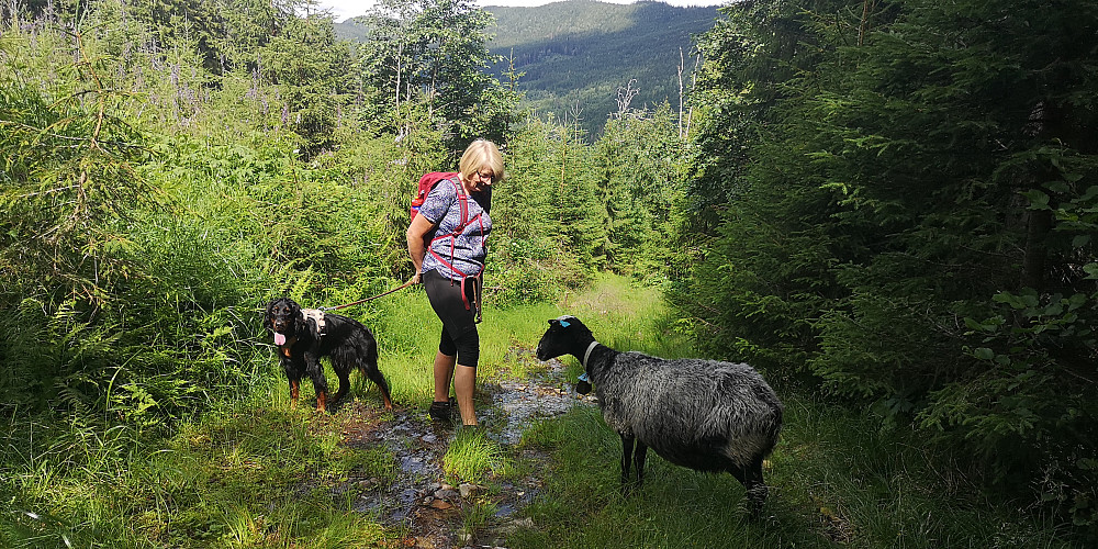 Embla er livredd for sauen. 