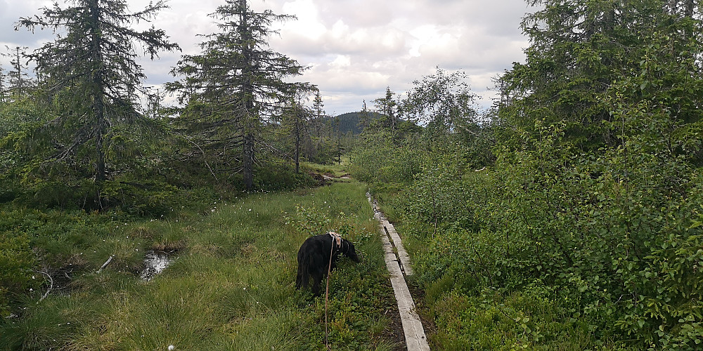 Bjørnåsen langt bakenfor. 