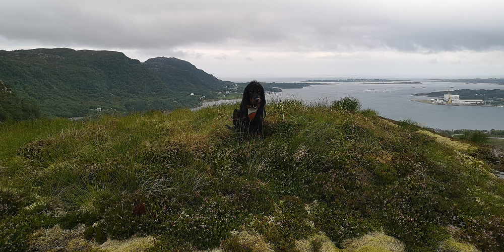 Embla på Mildrihaugen