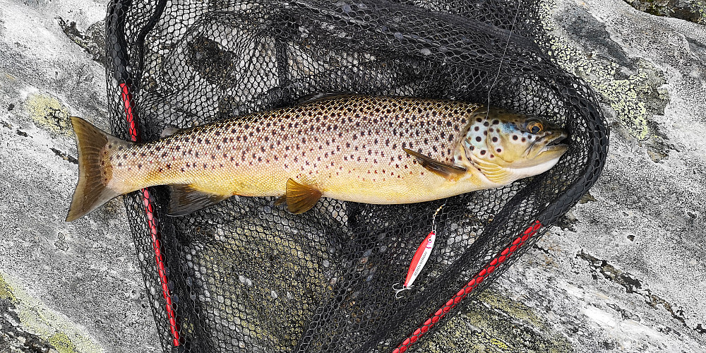Nr 2. Ca 800g.