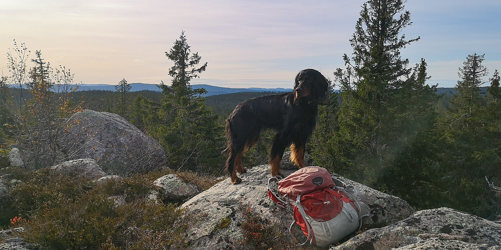 På Høgbrenna