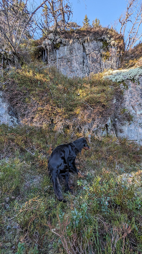 Opp mot Høgbrenna