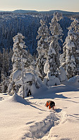 Atomsilda_20231201_656a1e12916c9.jpg