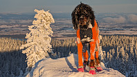 Atomsilda_20231201_656a1e164cbb3.jpg