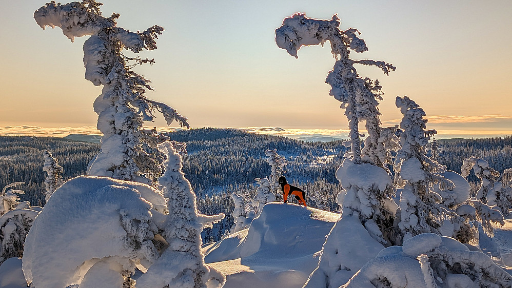 Nær Høgbrenna. Mistberget i horisonten 