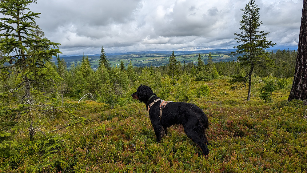 Mot Vardal 