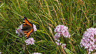 Atomsilda_20240718_669917d80bd9e.jpg