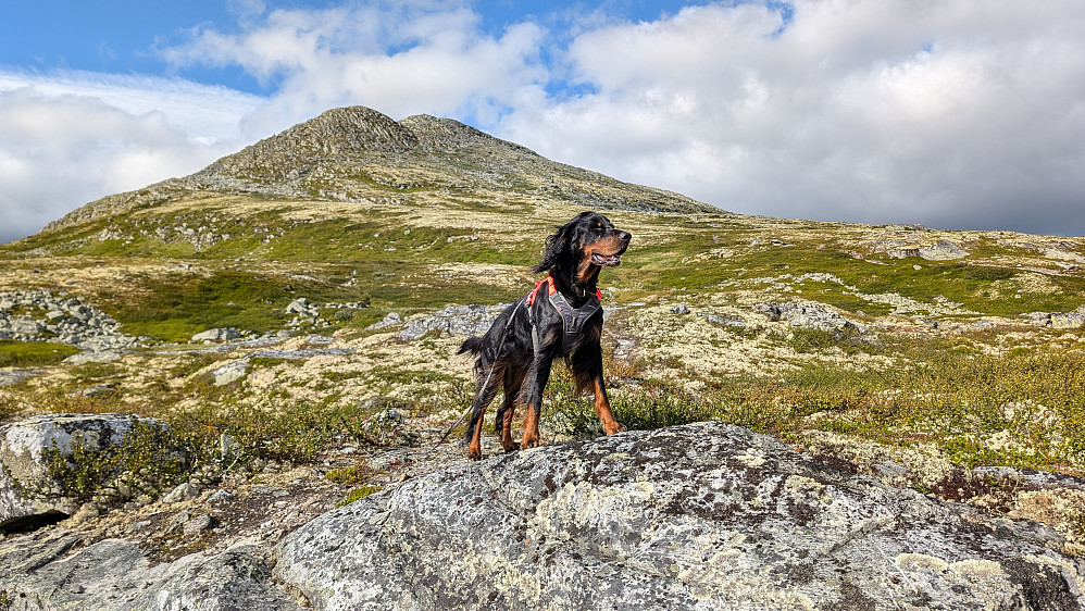 Søre Bølhøgda. Første toppen i dag.