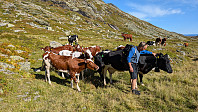 Atomsilda_20240901_66d4b045acee8.jpg