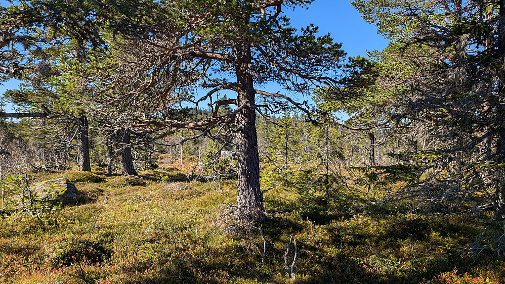 Litt lysning i skogen på vei til Øyvasshøgdi