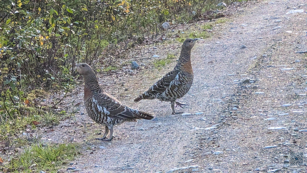 To røyer foran bilen 