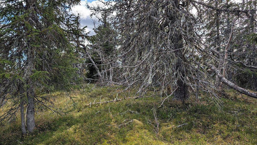 Toppunktet på Bræen. Ikke mye å skryte av.