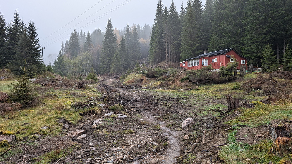 Tømmerhogst