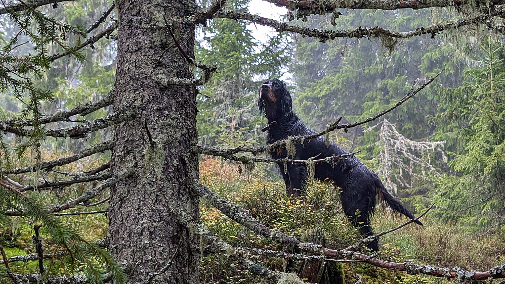 Det er fugl i grana!