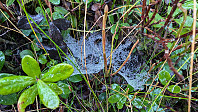 Atomsilda_20241026_671d195edbc6f.jpg