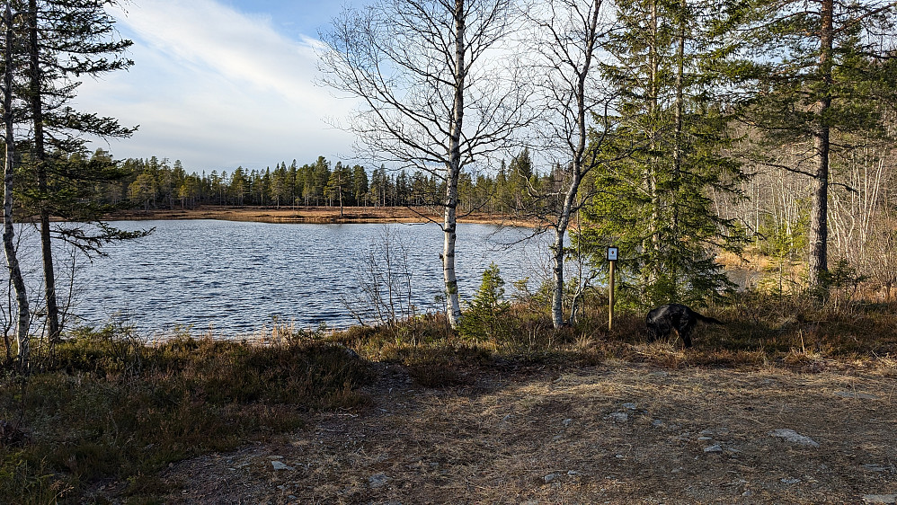 Rett etter start. Fint å gå...enn så lenge

