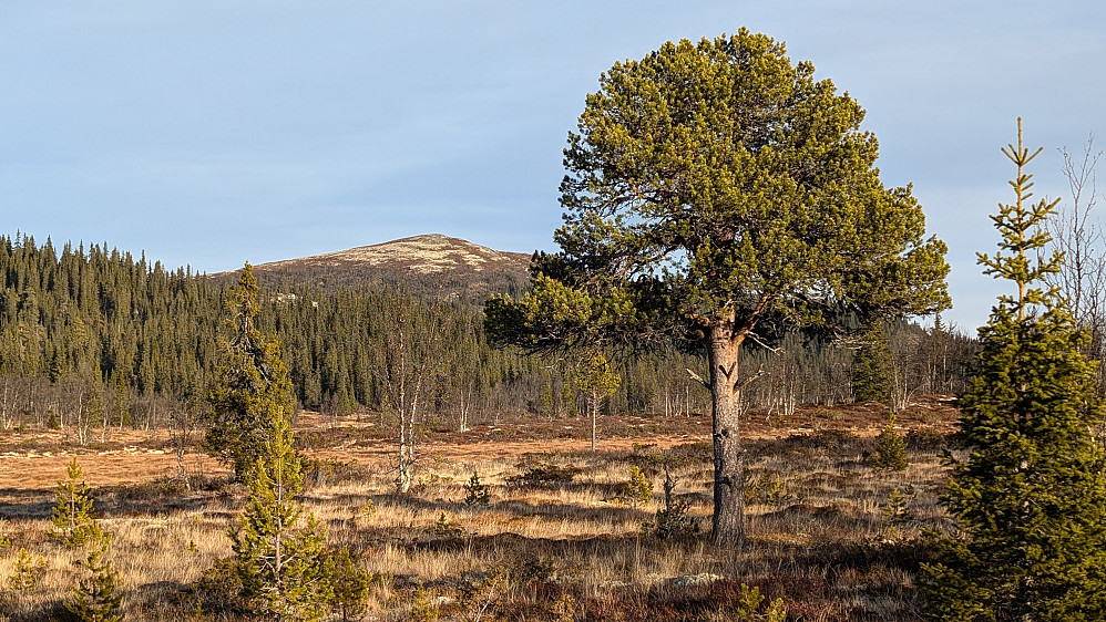 Ormtjernkampen bakenfor