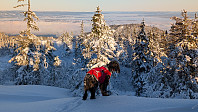 Atomsilda_20250112_678407f7537a5.jpg