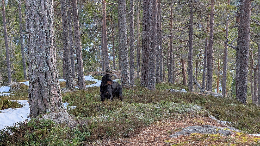 Lite snø på ryggen mot Bygdeborgen 