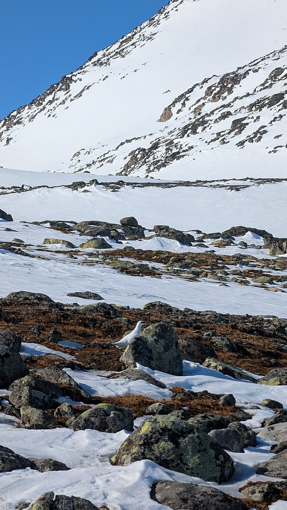 Rype. Godt det er litt liv i fjellet