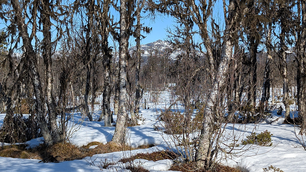Litt trange passasjer i bjørkeskogen, men rett frem bærer det. Målet skimtes mellom trærne. 