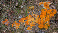Atomsilda_20250410_67f7b90522e37.jpg