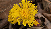 Atomsilda_20250410_67f7b90989e53.jpg