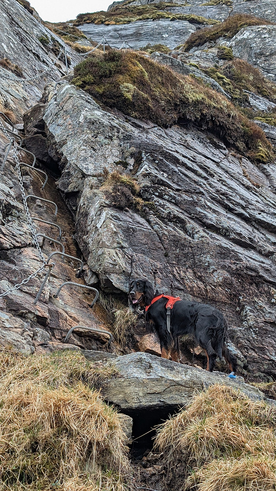 Bratt selv for en fuglehund her, men en dytt bak så går det bra. Embla har gjort dette mange ganger før.