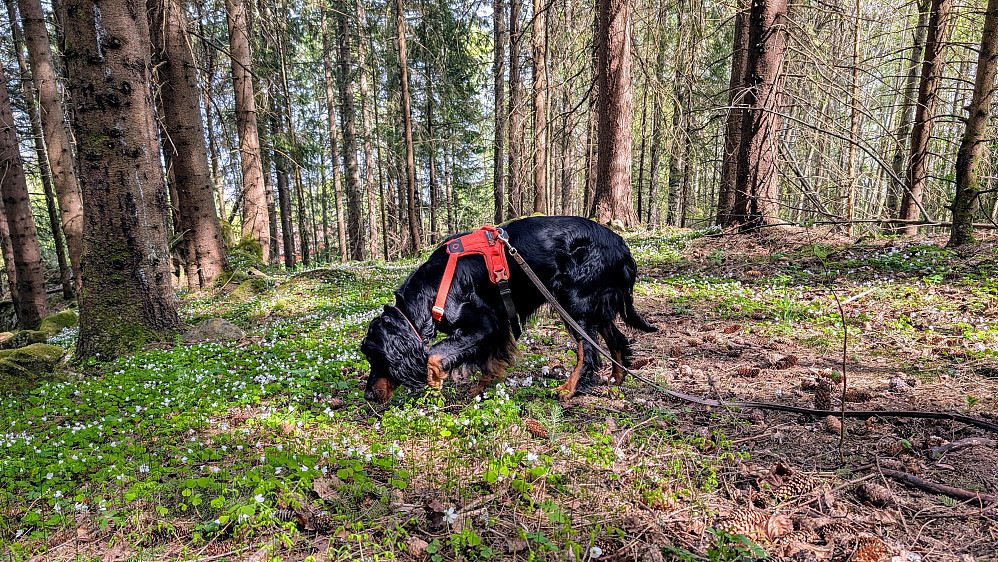 Herlig skog med masse hvitveis