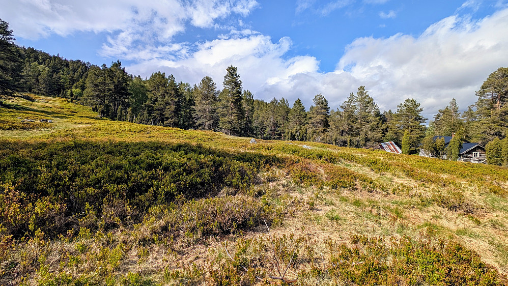 På Bjørkestølen