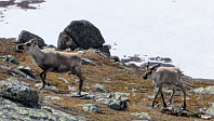 Atomsilda_20250613_684c8e73c05ef.jpg