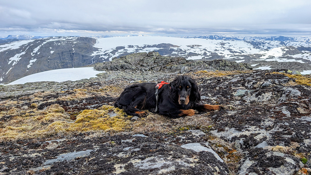 Embla hviler. 