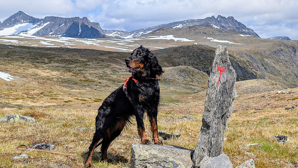 NÅ snakker vi! Terrenget åpnet seg og flotte tinder åpenbarte seg. Vi ser Langedalskollen ligge i forkant av Torfinnstinder.