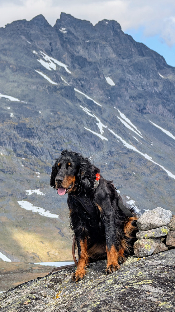 Torfinnstinder