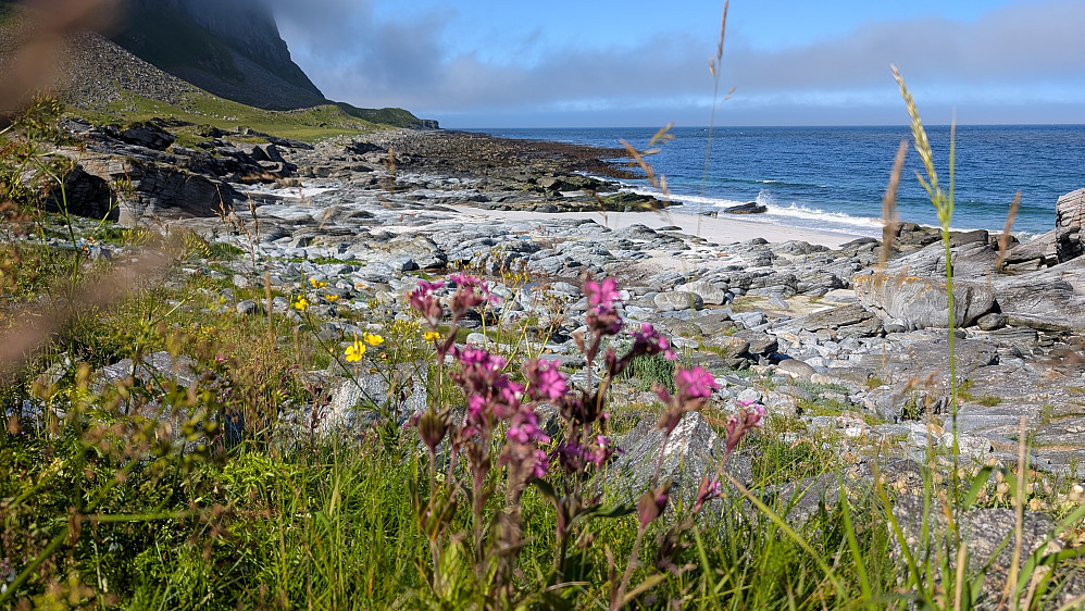 Masse blomster å se på hele turen 