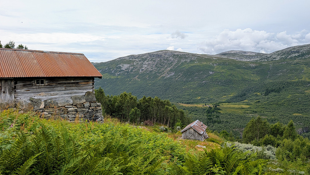 Skår