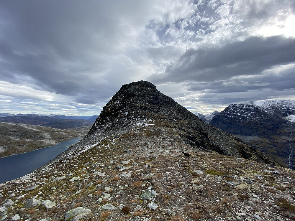 Kringlehøa