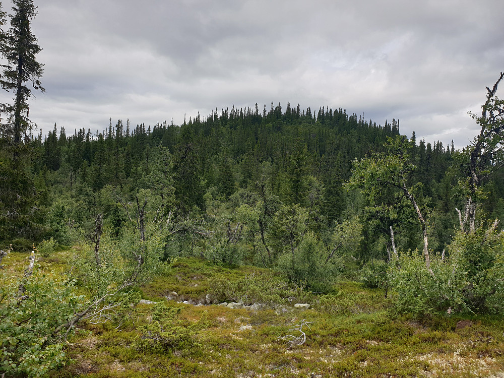 På veg mot Bjørnskarven, ein topp som eg ikkje hadde store forhåpningar til når det gjeld utsikt, på grunn av skogen.