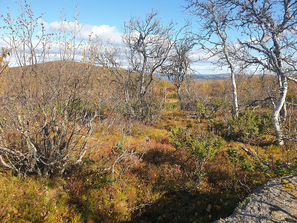 På toppen av sørvestre Skjellbreidskampen. På 1085 m.o.h. hadde eg sett for meg at her ikkje vaks tre, men den gang ei.